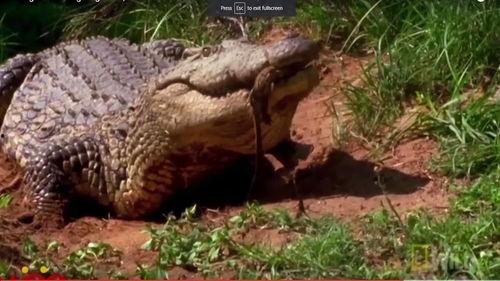 动物世界鳄鱼视频,动物世界中的生存法则