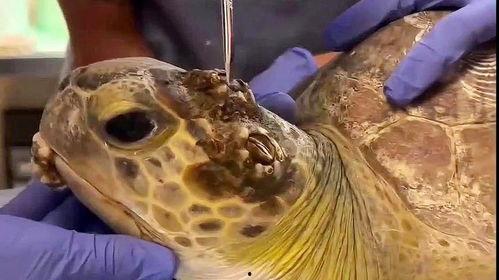 清除藤壶视频,船舶保养小技巧大公开