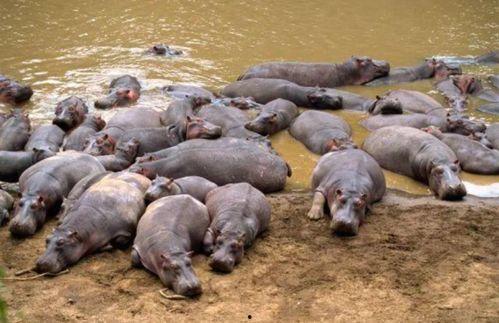 河马视频,探索未知世界的视觉盛宴